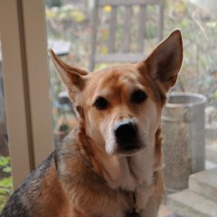 ヒナとミケちゃん 