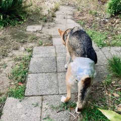 オシメちゃん