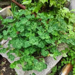 緑がモリモリ♪