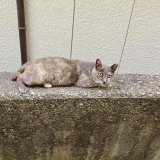 ちょっとウレしい ♪