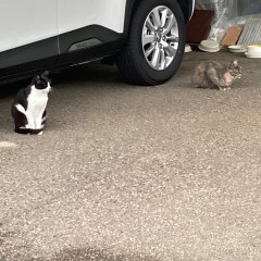 ついつい探してしまう・・、明日8日（水）は  気まぐれランチDay♪