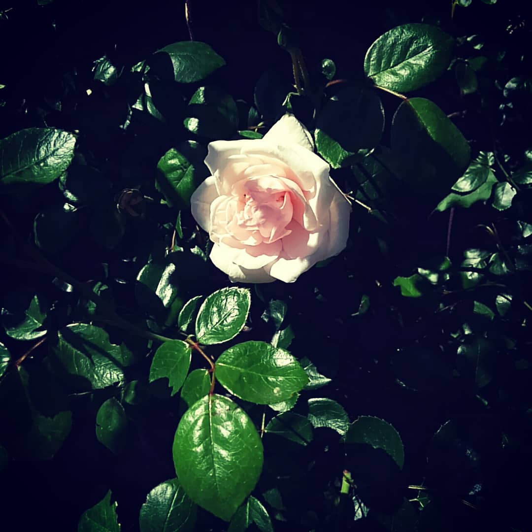 薔薇の季節、月イチLOTEN、シモコレ!bebeぱんDay♪
