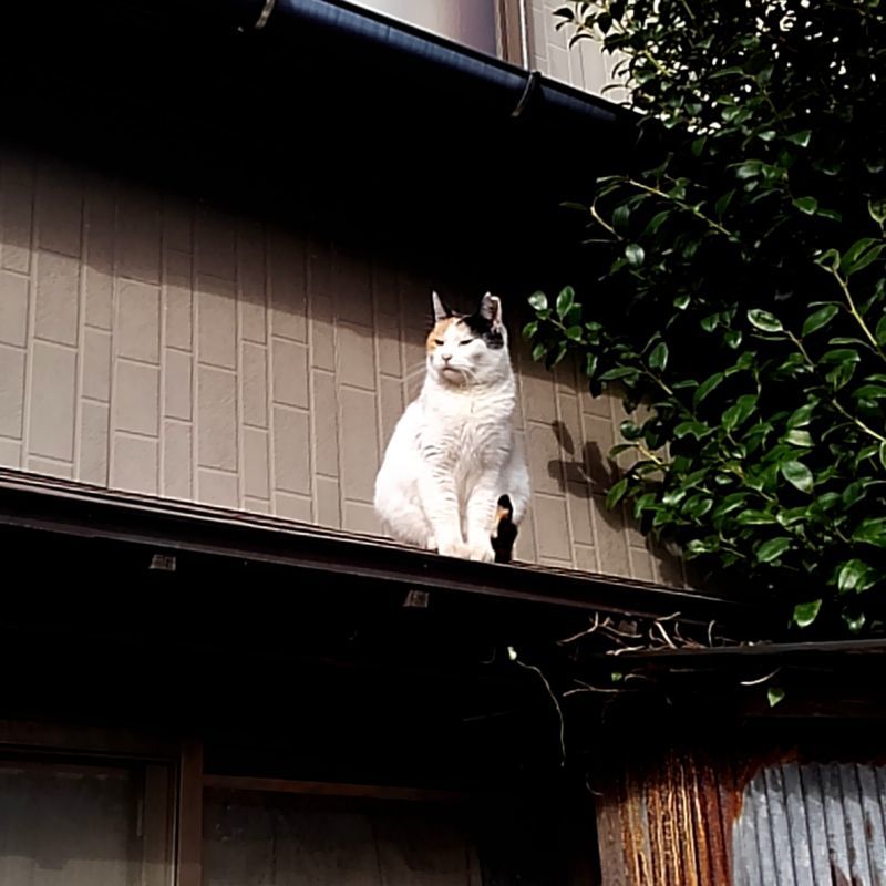 縄張り?