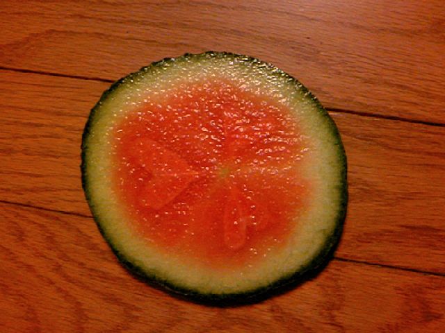 久々のスイカ紋