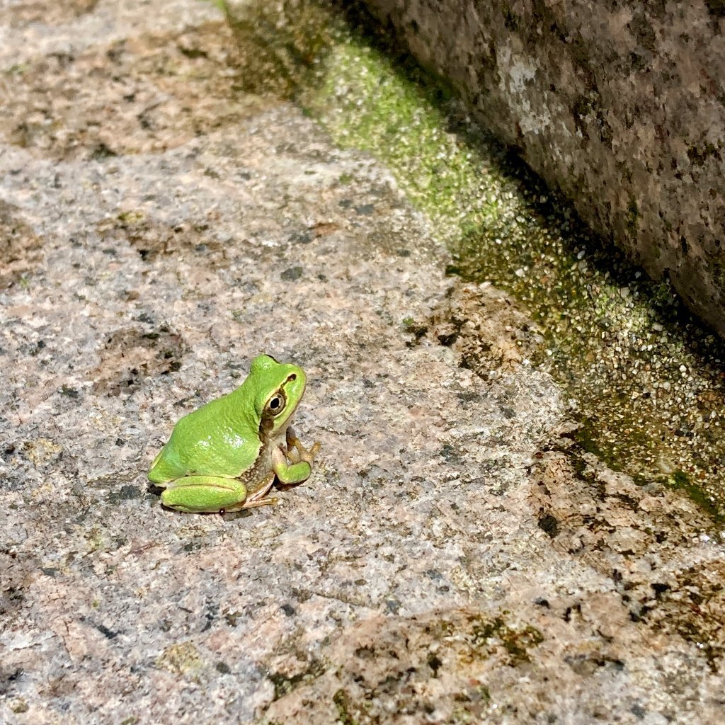 お墓にカエル！なぜ？