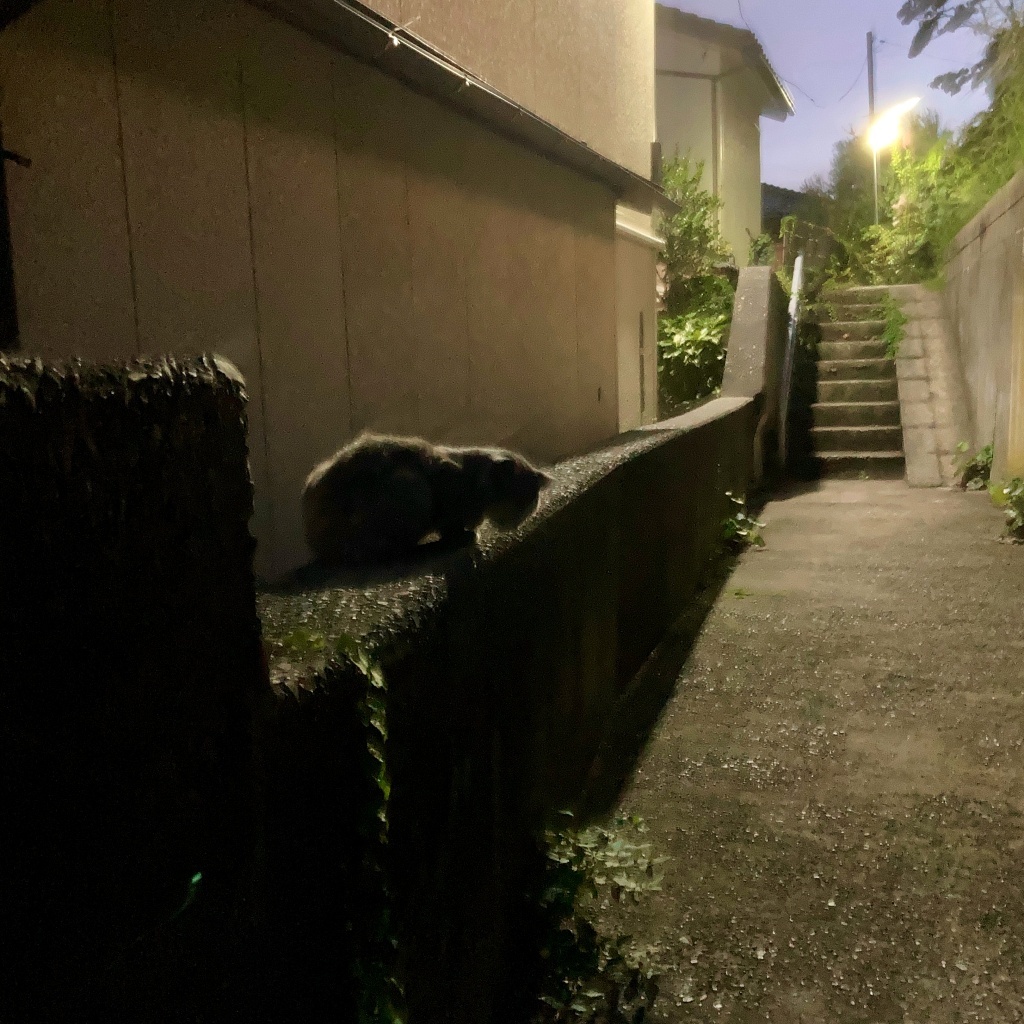 季節の変わり目のノラちゃん