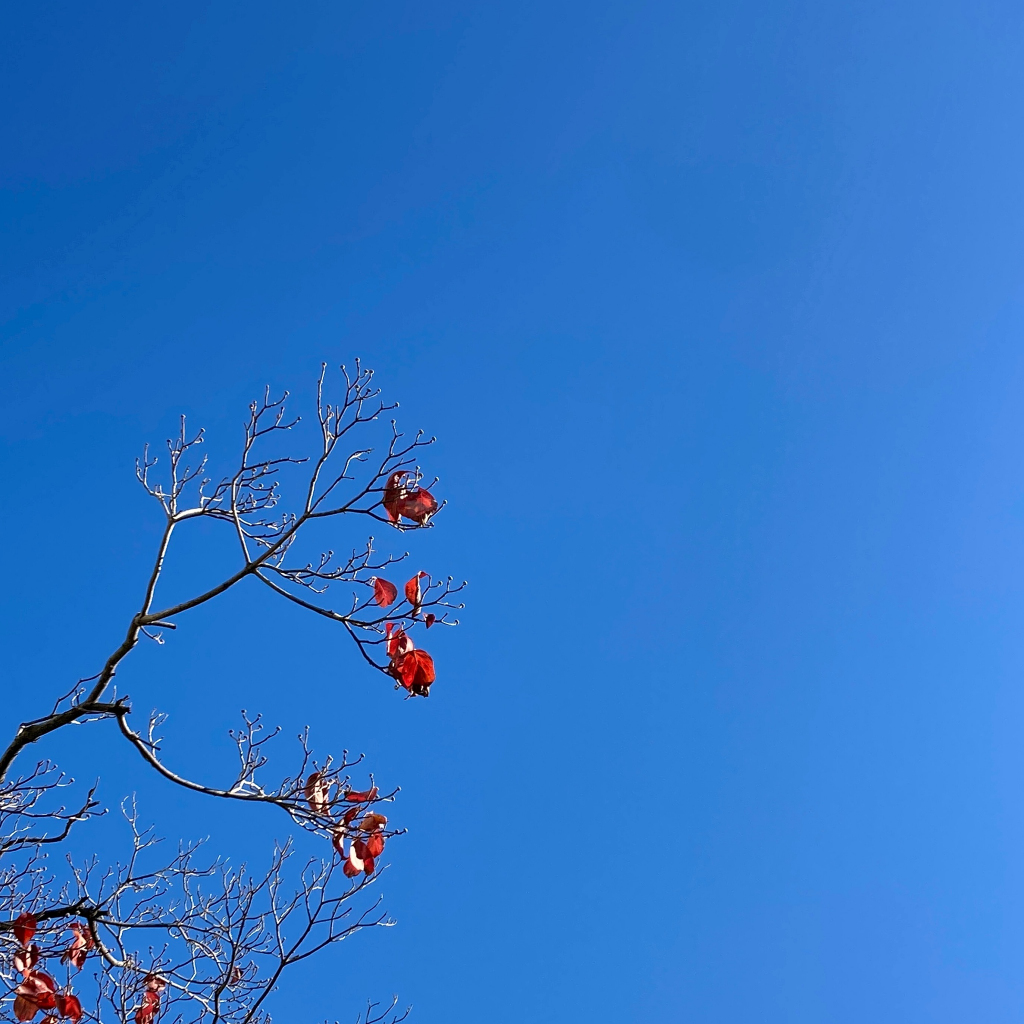 ほぼ日課 ww となりました♪