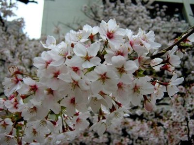 画像1: 【参考商品】 名入れ背守りTee　桜